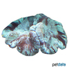 Trachyphyllia geoffroyi 'Blue' Round Brain Coral (LPS)