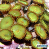 Zoanthus sociatus Green Sea Mat