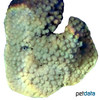 Turbinaria patula Octopus Coral (LPS)