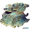 Turbinaria irregularis Disc Coral (LPS)