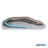 Chalcides sexlineatus Gran Canaria Skink