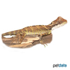 Gonocephalus grandis Great Anglehead Lizard ♀