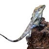 Chlamydosaurus kingii Frilled Lizard