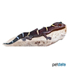 Coleonyx brevis Texas Banded Gecko ♀