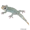 Gekko gecko Tokay Gecko-Blue Berry