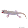 Gekko gecko Tokay Gecko-Axanthic Patternless