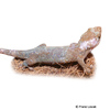 Geckolepis maculata Peters' Spotted Gecko