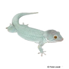 Gekko gecko Tokay Gecko-Powder Blue