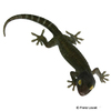 Gekko gecko Tokay Gecko-Melanistic