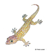 Gekko gecko Tokay Gecko-Caramel