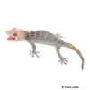 Gekko gecko Tokay Gecko-Calico Granite