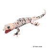 Gekko gecko Tokay Gecko-Calico
