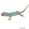 Gekko gecko Tokay Gecko-Blue Yellow Granite