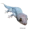 Gekko gecko Tokay Gecko-Blue Ghost