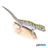 Teratoscincus przewalskii Przewalski's Wonder Gecko