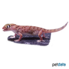 Teratoscincus microlepis Small-scaled Wonder Gecko
