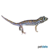 Teratoscincus keyserlingii Persian Wonder Gecko