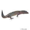 Sphaerodactylus streptophorus Hispaniola Least Gecko