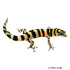 Sphaerodactylus samanensis Samana Least Gecko