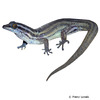 Sphaerodactylus roosevelti Roosevelt's Least Gecko