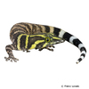 Sphaerodactylus richardsonii Richardson's Least Gecko