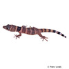 Sphaerodactylus nigropunctatus Black-spotted Least Gecko
