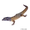 Sphaerodactylus macrolepis Big-scaled Least Gecko