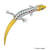 Sphaerodactylus leucaster Eastern Least Gecko