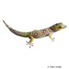 Gonatodes daudini Union Island Clawed Gecko