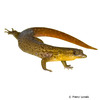 Sphaerodactylus klauberi Klauber's Least Gecko