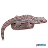 Blaesodactylus sakalava Sakalava Velvet Gecko