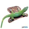 Phelsuma parkeri Parker's Day Gecko