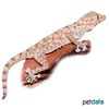 Ptyodactylus guttatus Sinai Fan-fingered Gecko