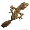 Uroplatus giganteus Giant Leaf-tailed Gecko