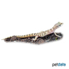Tropiocolotes steudneri Algerian Sand Gecko