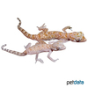 Stenodactylus stenodactylus Elegant Gecko