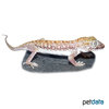 Stenodactylus petrii Anderson's Short-fingered Gecko