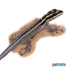 Lygodactylus picturatus Painted Dwarf Gecko