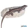 Leiocephalus personatus Haitian Curlytail Lizard ♀