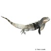 Ctenosaura melanosterna Black-chested Spiny-tailed Iguana