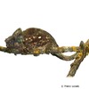 Calumma parsonii Parson’s Chameleon