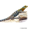 Petrosaurus thalassinus Baja California Rock Lizard