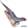 Broadleysaurus major Rough-scaled Plated Lizard