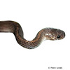 Asthenodipsas laevis Smooth Slug Snake