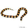 Sonora straminea Banded Sand Snake