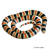 Sonora occipitalis Western Shovelnose Snake