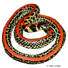 Homoroselaps lacteus Spotted Harlequin Snake