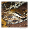 Elaphe taeniura Beauty Snake
