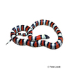 Lampropeltis triangulum taylori Utah Milk Snake