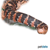 Nerodia fasciata Banded Water Snake